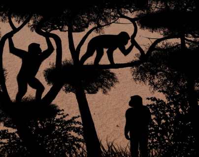 Nuestro antepasado más antiguo caminaba erguido hace 7 millones de años, según un nuevo estudio