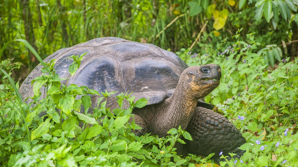 Los restos de los reptiles fueron encontrados en Isabela, la isla más grande del archipiélago de Galápagos (foto genérica).