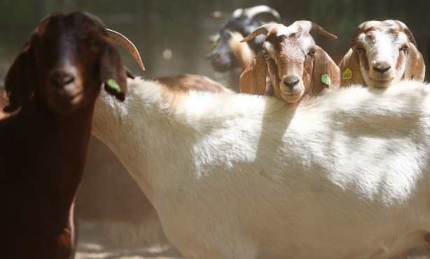 ANAHEIM, CALIFORNIA - AUGUST 09: A herd of goats stand in their pen before grazing on drought-stressed land as part of city wildfire prevention efforts on August 9, 2022 in Anaheim, California. The environmentally friendly tactic reduces the potential for wildfires with goats consuming combustible dry grass and brush, along with non-native plants, in fire-prone areas. Nearly three-quarters of the state of California is in extreme or exceptional drought, amid a climate change-fueled megadrought in the Southwestern United States.   Mario Tama/Getty Images/AFP
== FOR NEWSPAPERS, INTERNET, TELCOS & TELEVISION USE ONLY ==