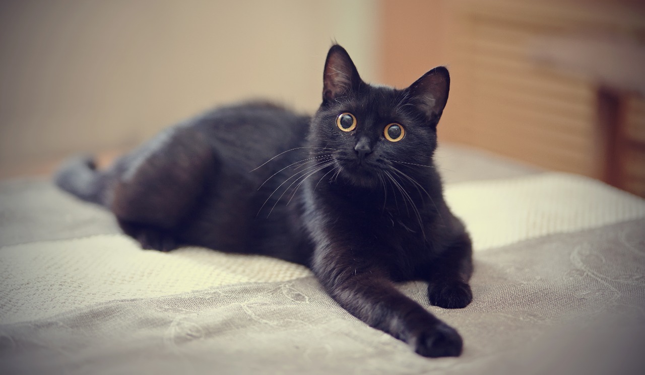 Como cualquier otro felino, los gatos negros son compañeros fieles y cariñosos y se les debe brindar los cuidados adecuados. (Foto Prensa Libre, Shutterstock)