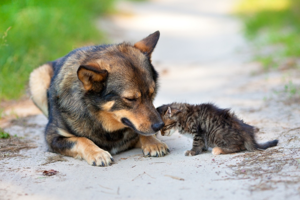 Perros y gatos que son abandonados en la calle pasan por innumerables sufrimientos, por lo que hay que promover una tenencia responsable de mascotas. (Foto Prensa Libre, Shutterstock)