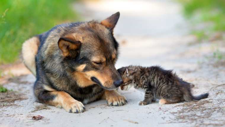 Perros y gatos que son abandonados en la calle pasan por innumerables sufrimientos, por lo que hay que promover una tenencia responsable de mascotas. (Foto Prensa Libre, Shutterstock)