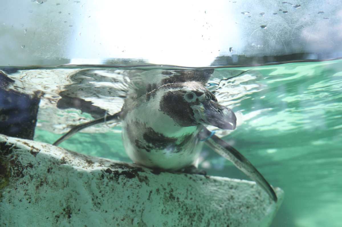 Charlie Pops:  así es la segunda cría de pingüino de Humboldt nacida en Guatemala que presentó el Zoológico La Aurora