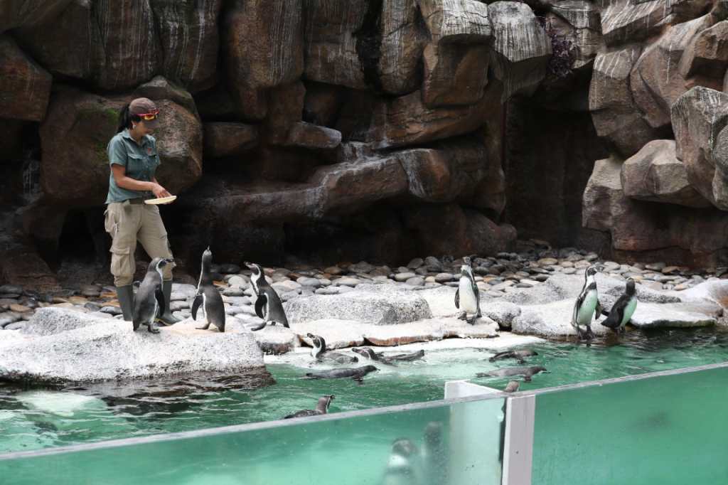 Pinguinos del zoológico la aurora