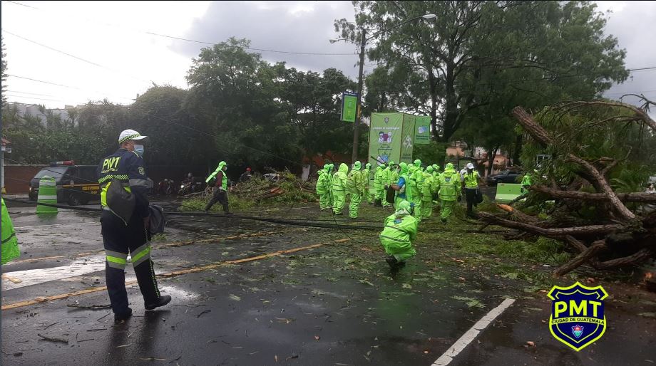 La fuerte lluvia y viento de este jueves causó que varios árboles cayeran sobre vehículos en la avenida Simeón Cañas, zona 2 capitalina. (Foto: Amílcar Montejo/PMT)