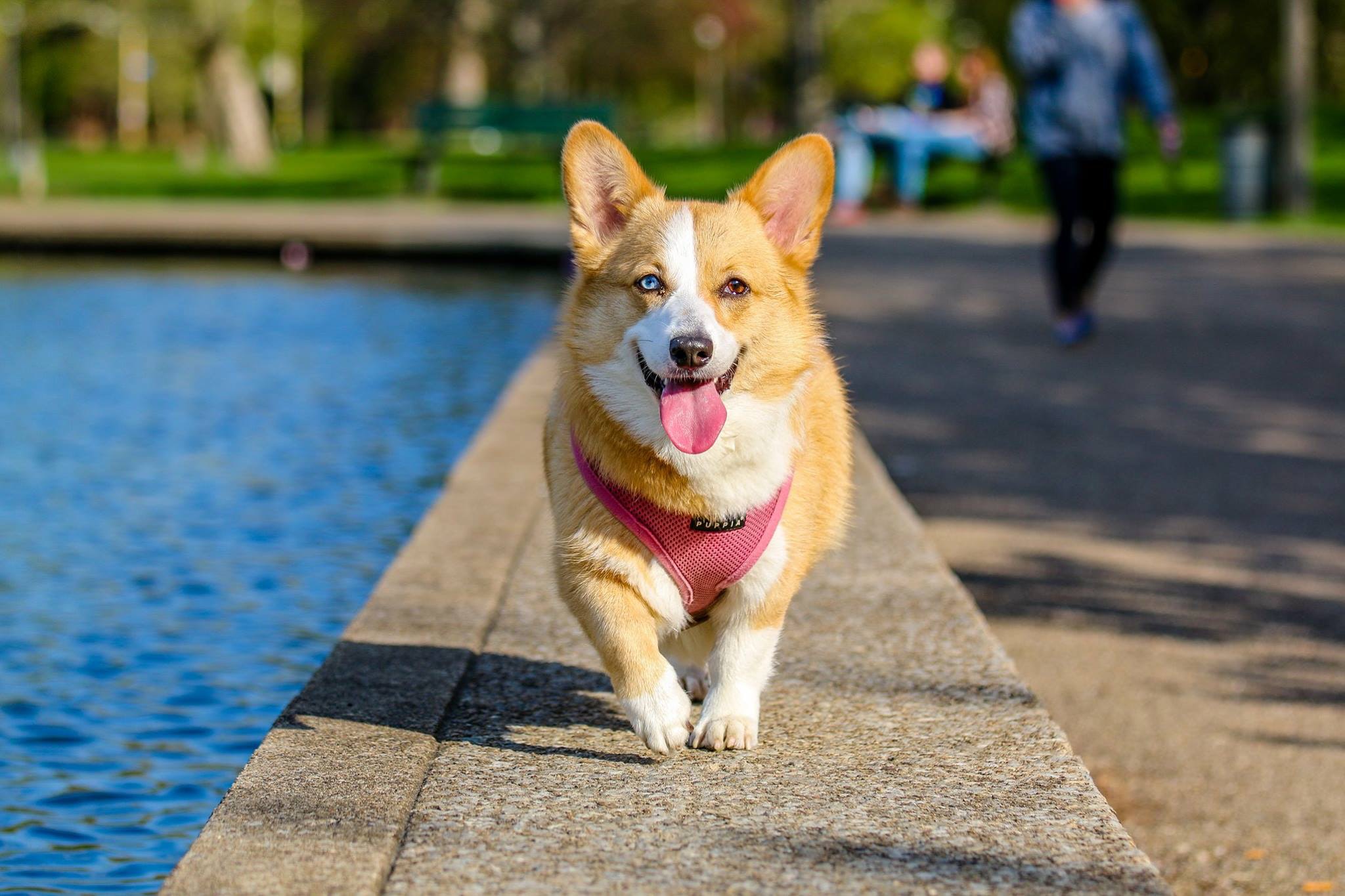 La OMS pidió a las personas contagiadas con la viruela del mono que no expongan a los animales al virus, tras un primer caso de transmisión de humano a perro. (Foto Prensa Libre: Pexels)