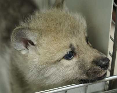 China presenta el primer lobo ártico clonado del mundo