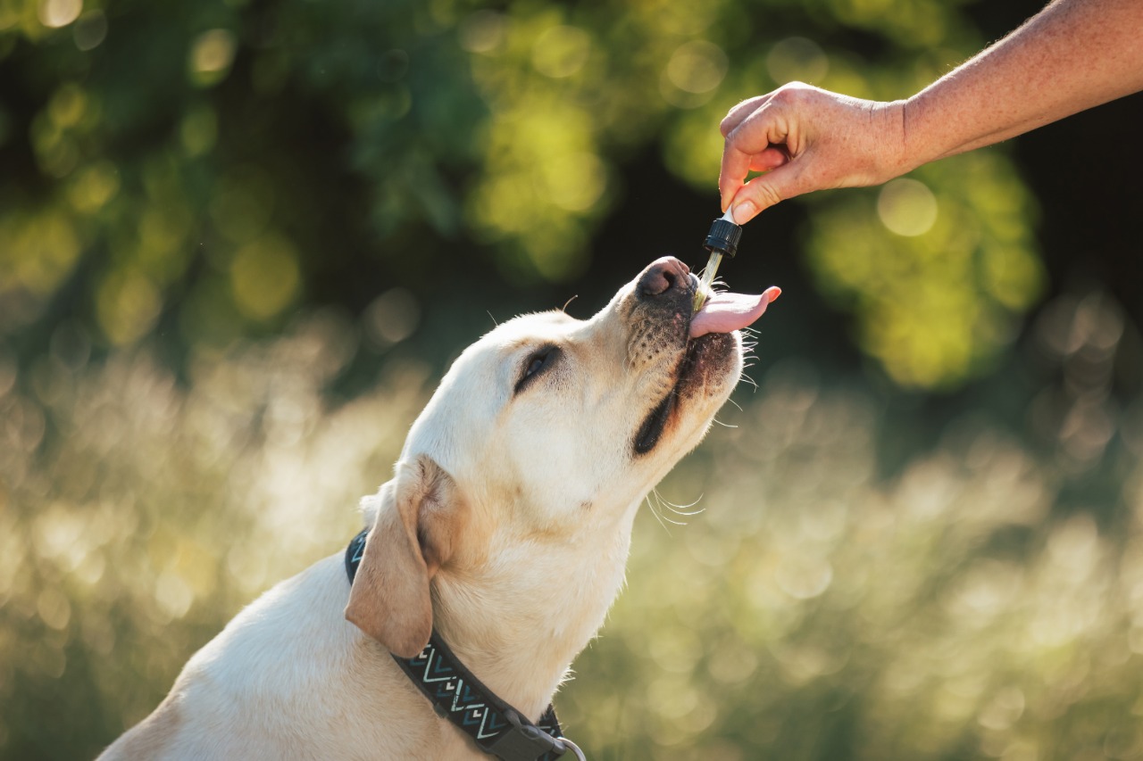 Terapias integrativas para perros y gatos y sus beneficios