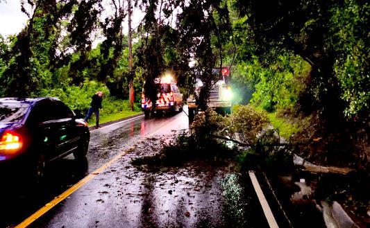 Árboles caídos en la ciudad capital