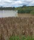 Daños en cultivos de maíz en la aldea Oneida, Morales, debido a las inundaciones. (Foto Prensa Libre: Dony Stewart)
