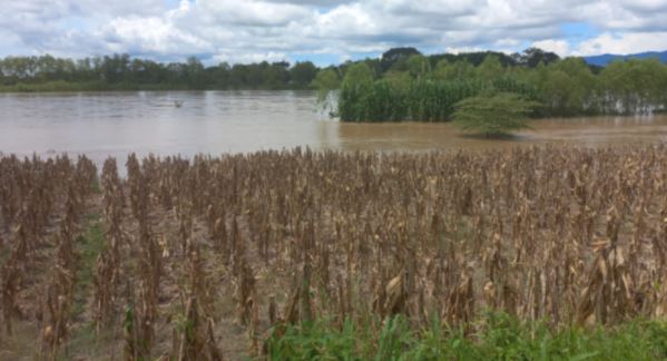 Daños en cultivos de maíz en la aldea Oneida, Morales, debido a las inundaciones. (Foto Prensa Libre: Dony Stewart)
