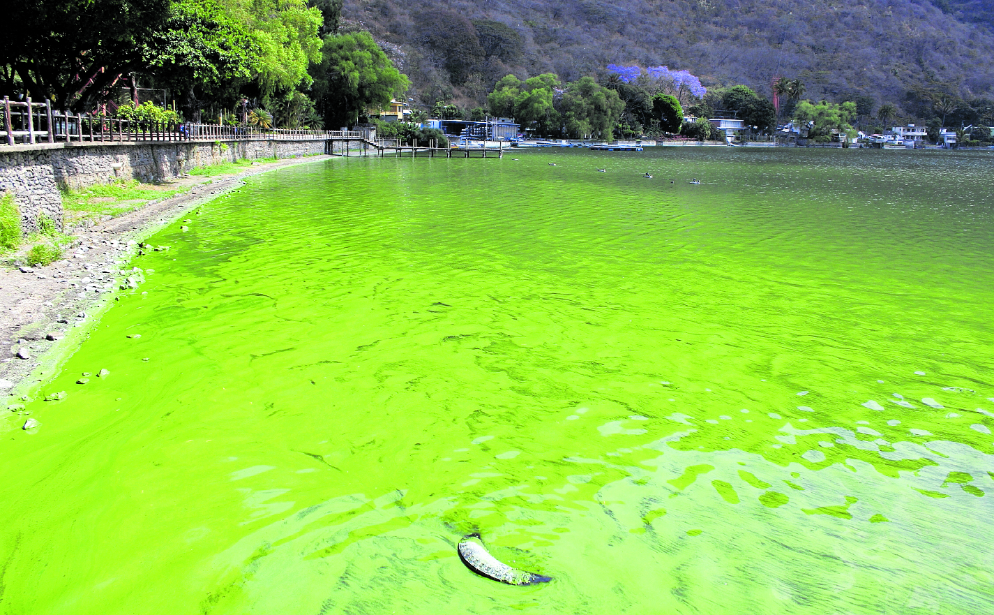 Contaminación Lago de Amatitlán