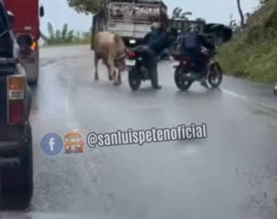 Video: El momento en que un toro embistió a dos motoristas en medio del tránsito