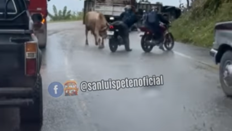 Video: El momento en que un toro embistió a dos motoristas en medio del ...