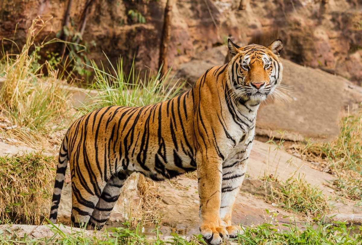 Mujer se enfrenta a muerte con un tigre en India para salvar a su bebé