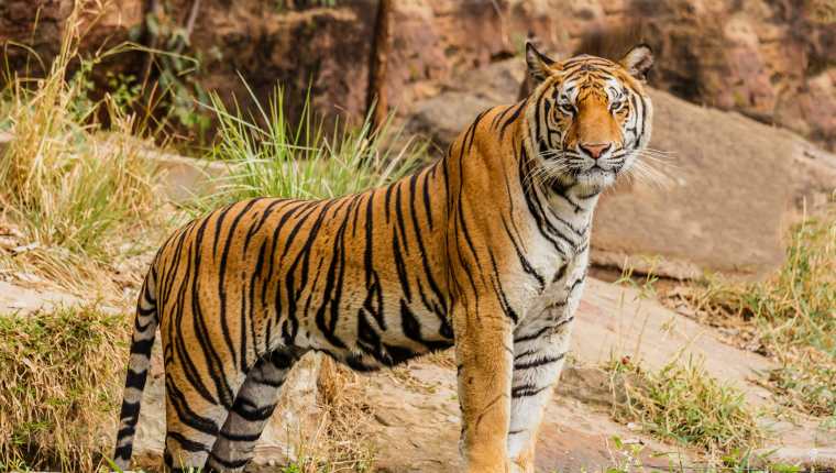 Tigre ataca a mujer en India