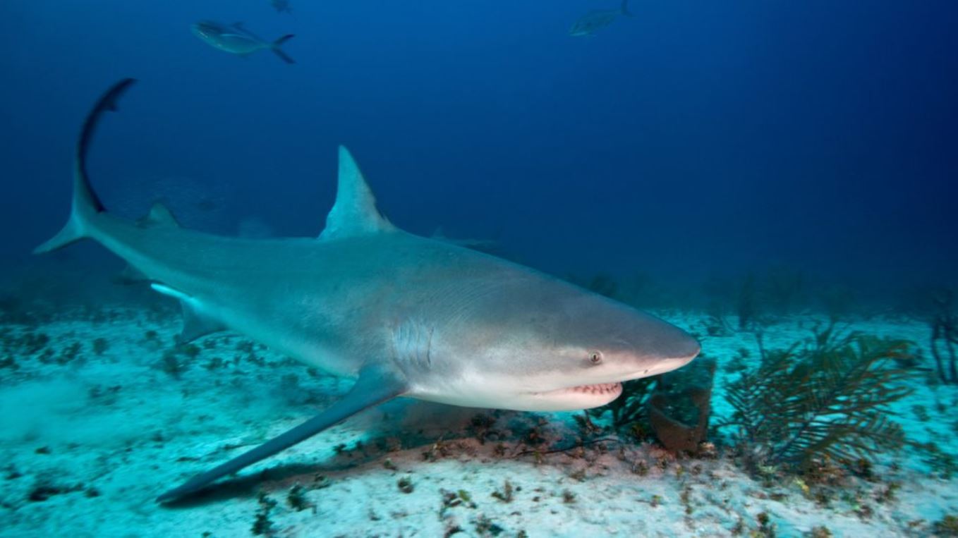 Un tiburón toro en las Bahamas.  Getty Images