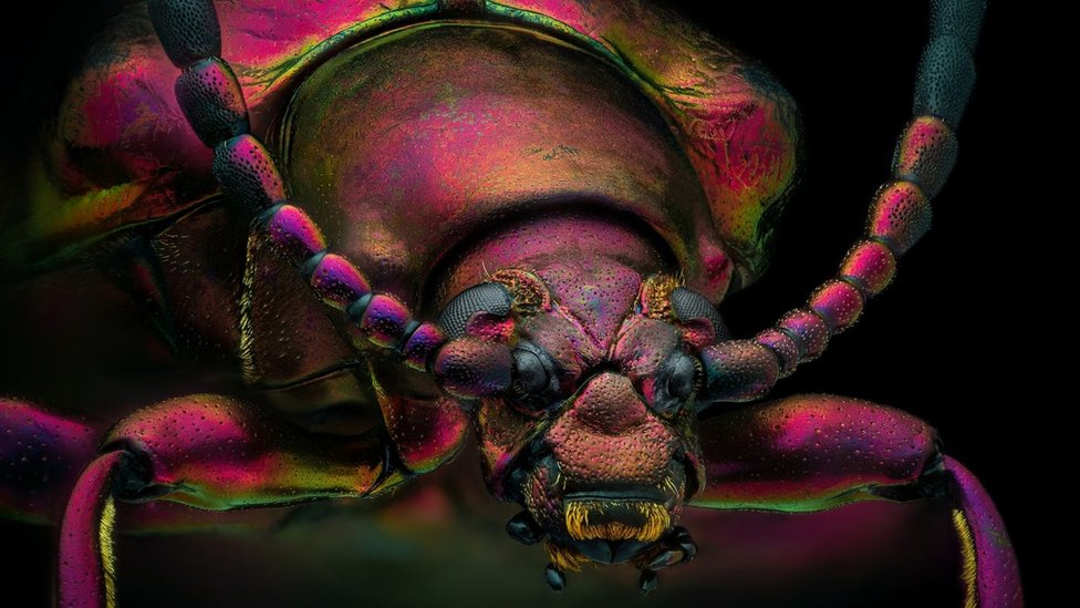 La foto del escarabajo joya rojo ganó como “imagen de distinción” en el concurso de fotografía microscópica de Nikon.
Yousef Al Habshi/Nikon Small World and the artist
