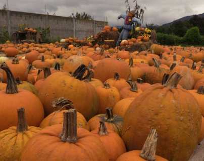 Calabazas de San Juan Ostuncalco: las imágenes que muestran el curioso cultivo característico de Halloween