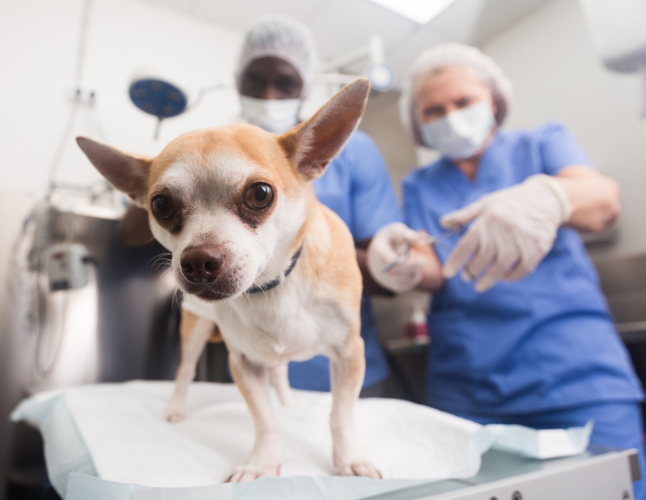 La castración ayuda a evitar la sobrepoblación de mascotas, así como el maltrato y afecciones de los animales. (Foto Prensa Libre, Shutterstock)