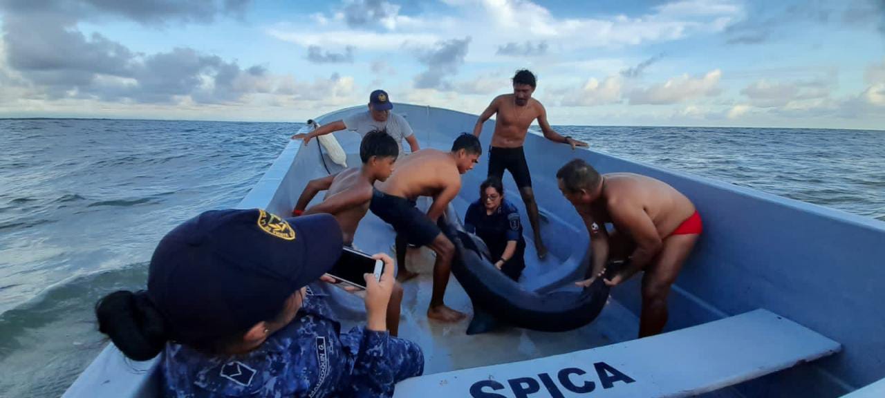 Autoridades y turistas del Puerto San José auxiliaron a un delfín que encalló en Puerto San José, Escuintla. (Foto Prensa Libre: Ejército de Guatemala)