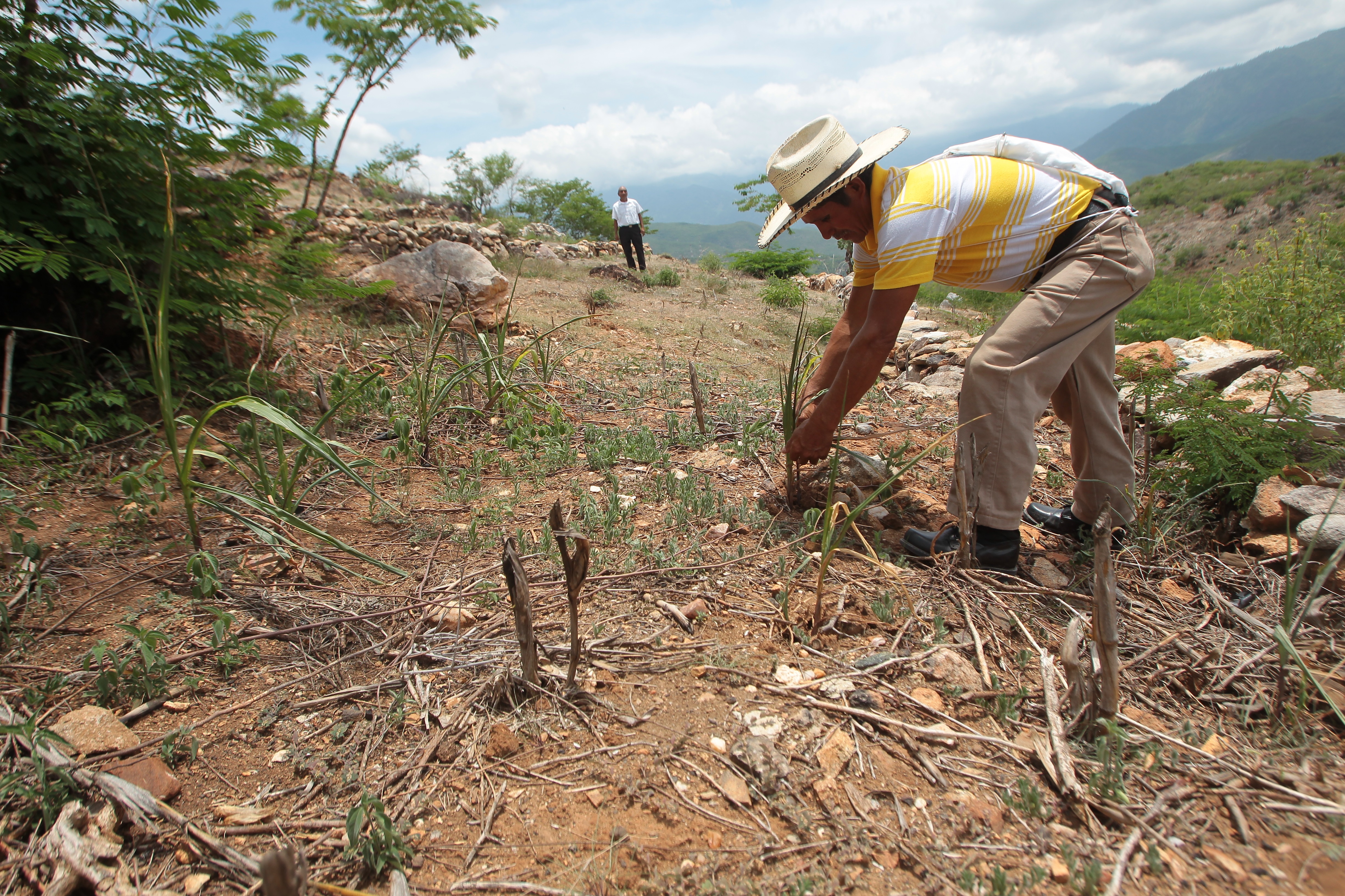 Las familias de menores recursos podrían cosechar menos alimentos debido a que utilizaron menos fertilizantes por lo elevado de los precios. (Foto Prensa Libre: Hemeroteca PL)