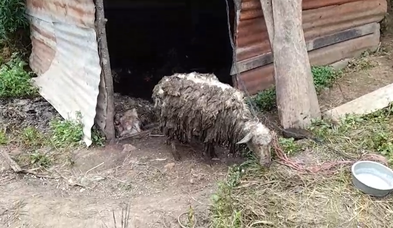 Muerte de ovejas en Sololá