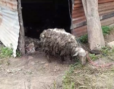 Muerte de ovejas en Sololá