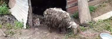 Muerte de ovejas en Sololá
