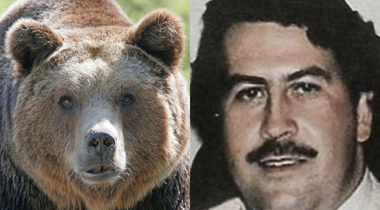 “Pablo EscoBear”: la insólita historia del oso que se comió más de 35 kilos de cocaína y murió debido a una sobredosis