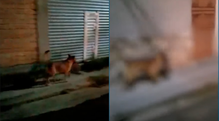 Video: el terrorífico momento en que un perro pasea por las calles de México con una cabeza humana en la boca