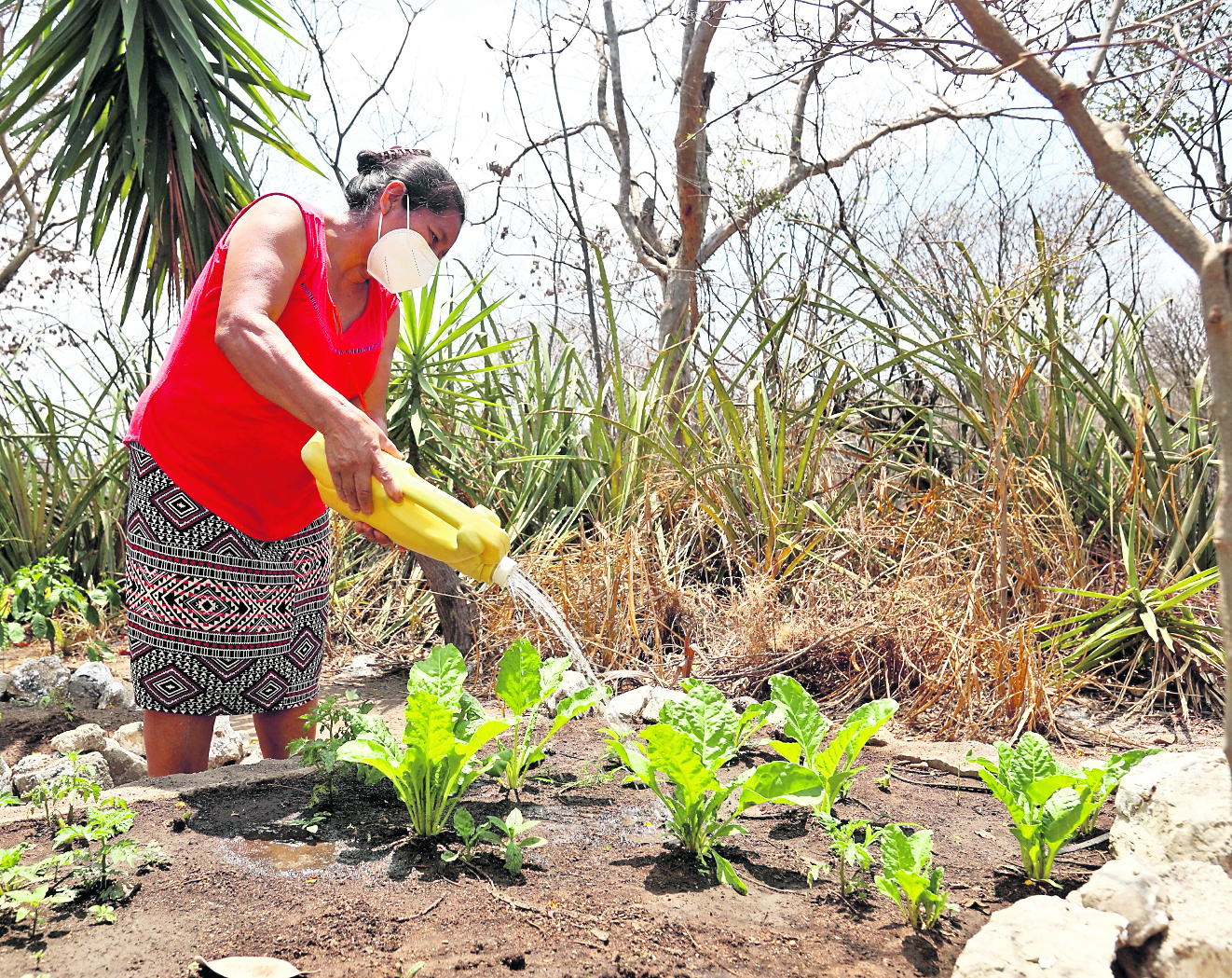 En Chiquimula, donde cientos de campesinos maya ch'orti que habitan el corredor seco atenúan los efectos del cambio climático en sus comunidades con técnicas de cosecha sostenible. (Foto Prensa Libre: Juan Diego González)