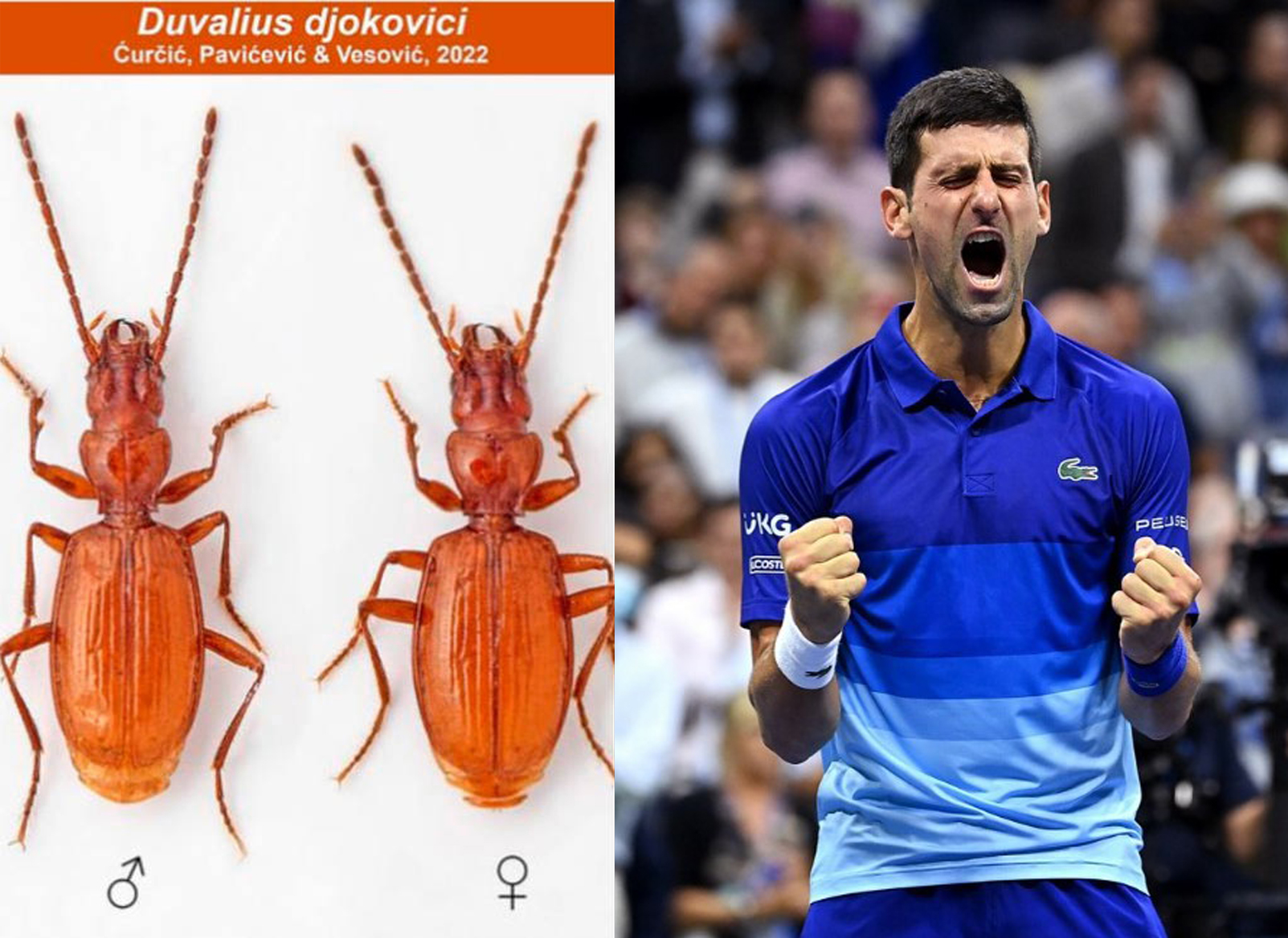 El insecto, recién descubierto en Serbia, llevará un nombre científico inspirado en Novak Djokovic. (Foto Prensa Libre: Redes Sociales)