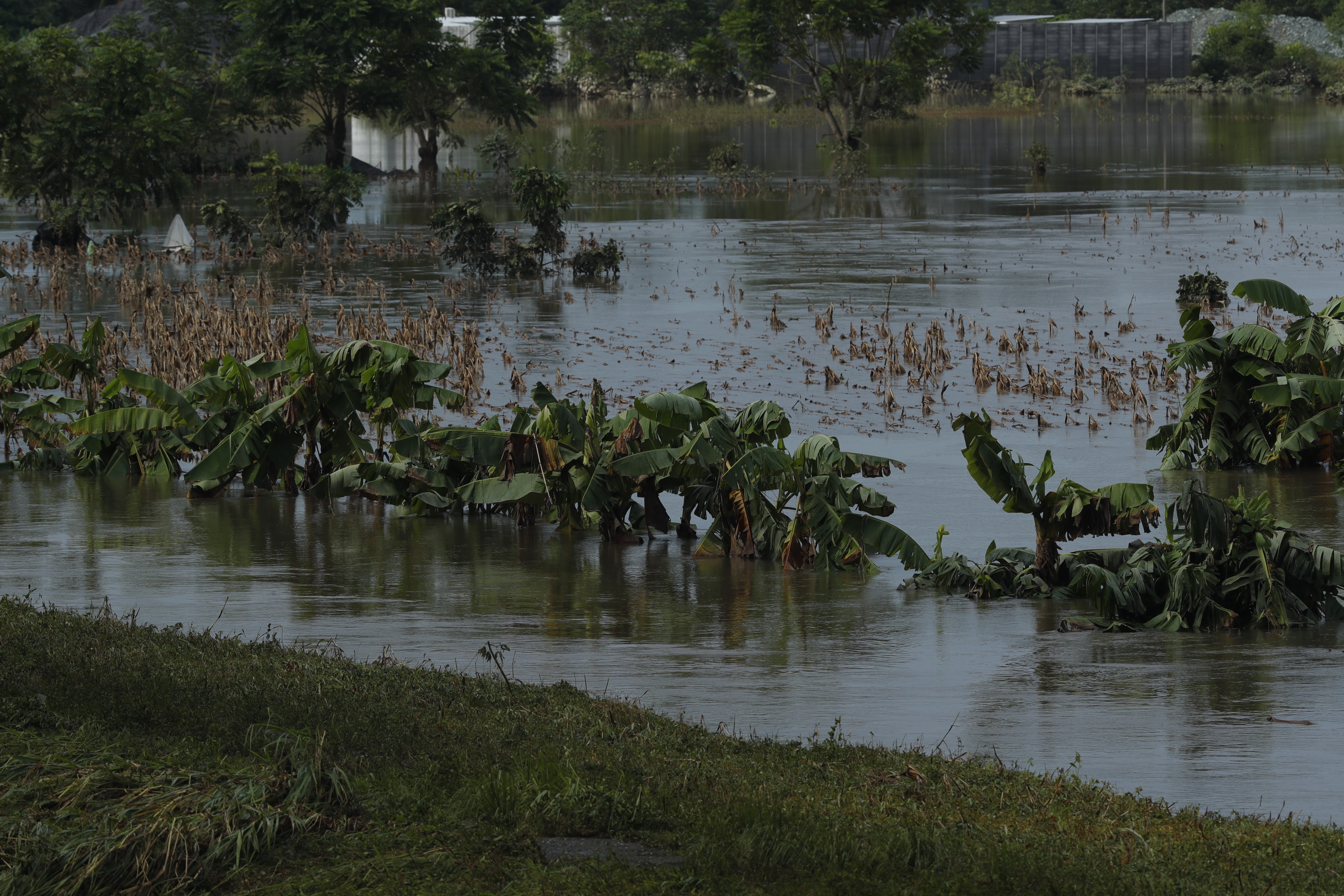 Inundaciones registradas en Morales, Izabal, por el paso de la Tormenta Julia, causaron daños a cultivos de maíz y plátano. (Foto Prensa Libre: Esbin García).