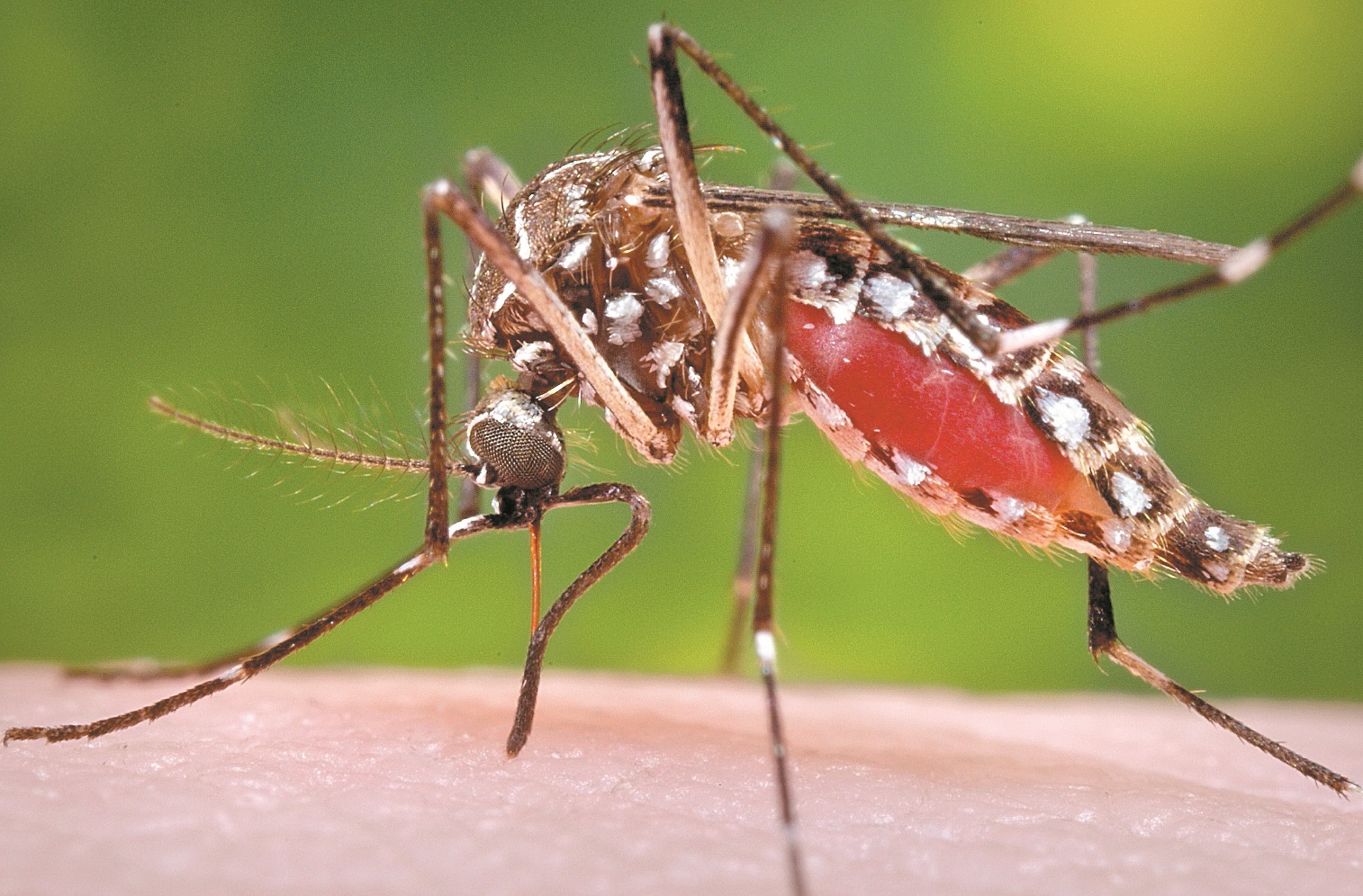 El dengue es una enfermedad endémica en Guatemala, y hay vacunas para contrarrestar la enfermedad grave. (Foto Prensa Libre: Hemeroteca PL)