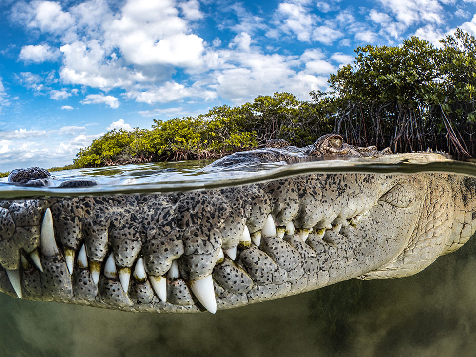 La impresionante foto de un cocodrilo en Cuba que ganó el máximo premio de los Mangrove Photography Awards y otras espectaculares imágenes ganadoras del concurso