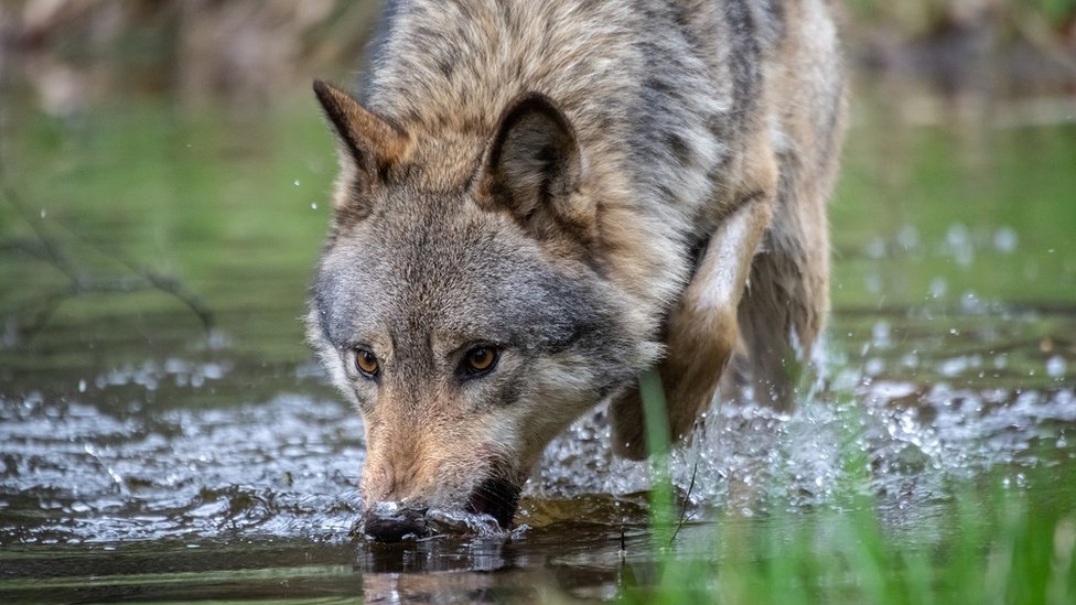 Hay alrededor de 20 lobos adultos en los Países Bajos.
Getty Images