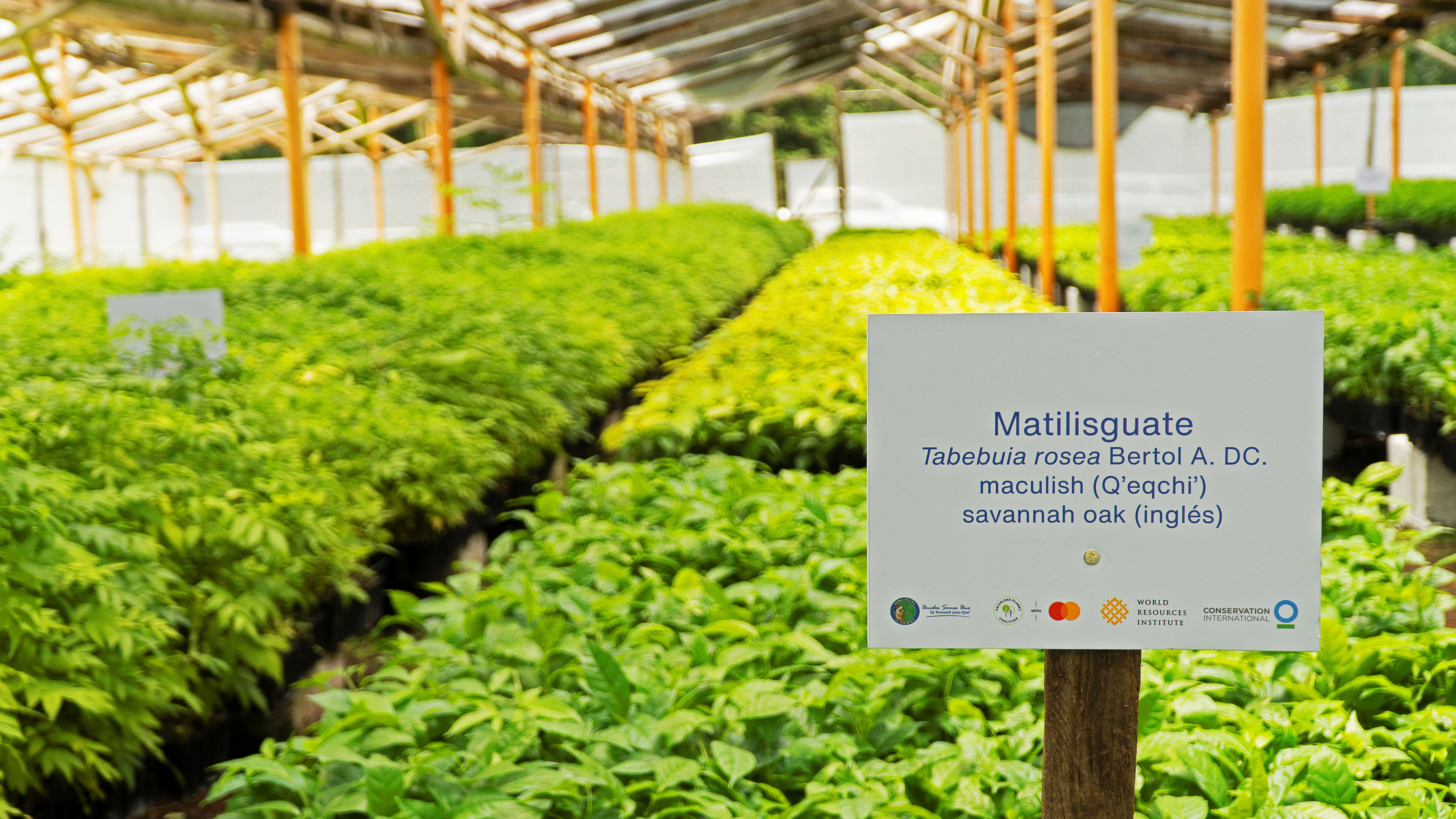 Banco Industrial se une al programa Priceless Planet Coalition de Mastercard