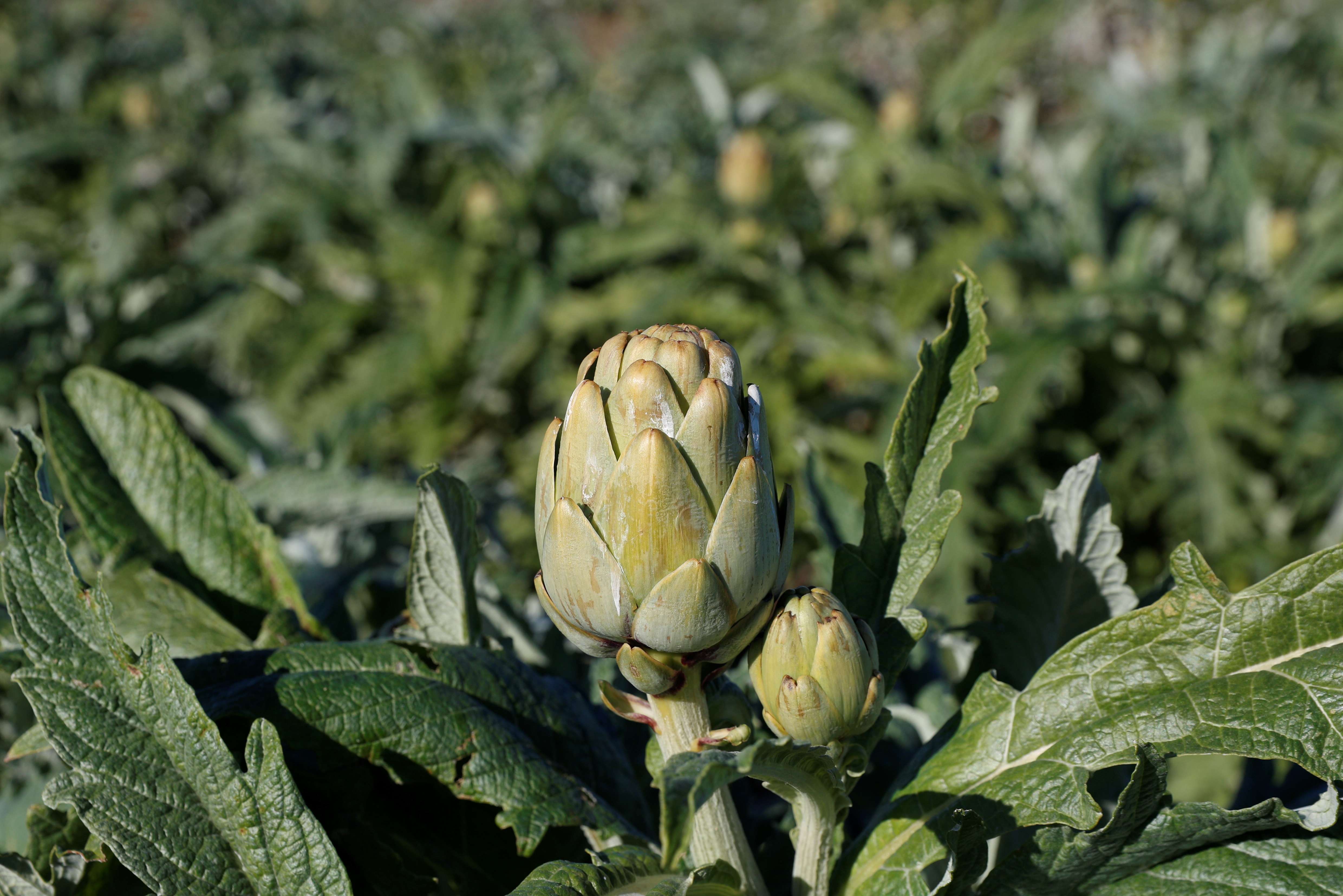 Los beneficios de la alcachofa, planta de corazón tierno y amiga de la salud