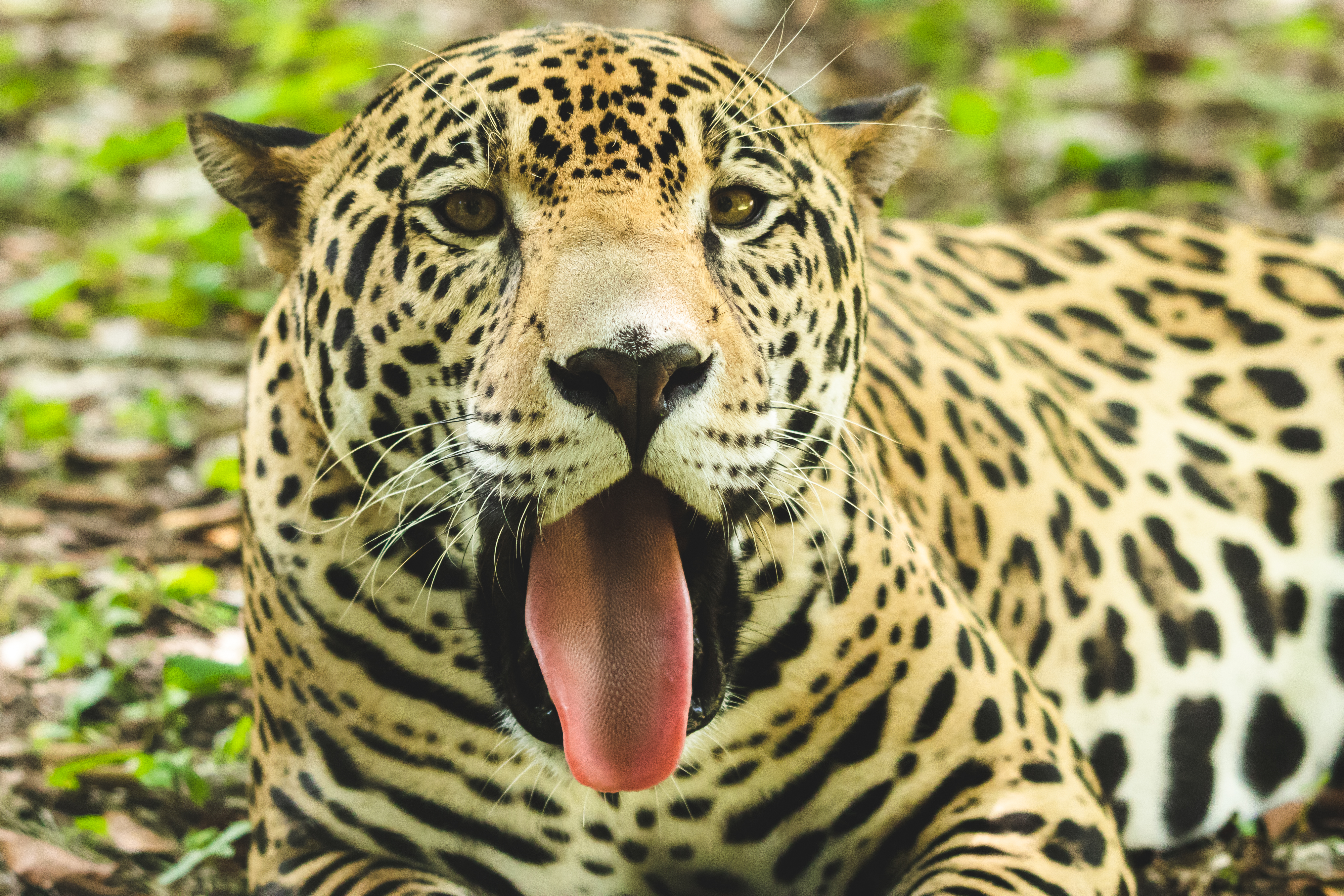 El jaguar se encuentra en peligro de extinción en Guatemala, el 29 de noviembre Día Internacional del Jaguar se busca concienciar y divulgar los esfuerzos de conservación. (Foto Prensa Libre: Conap)