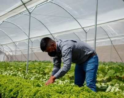 Productores del altiplano venden hortalizas y frutas por US$183 millones en el mercado local y externo