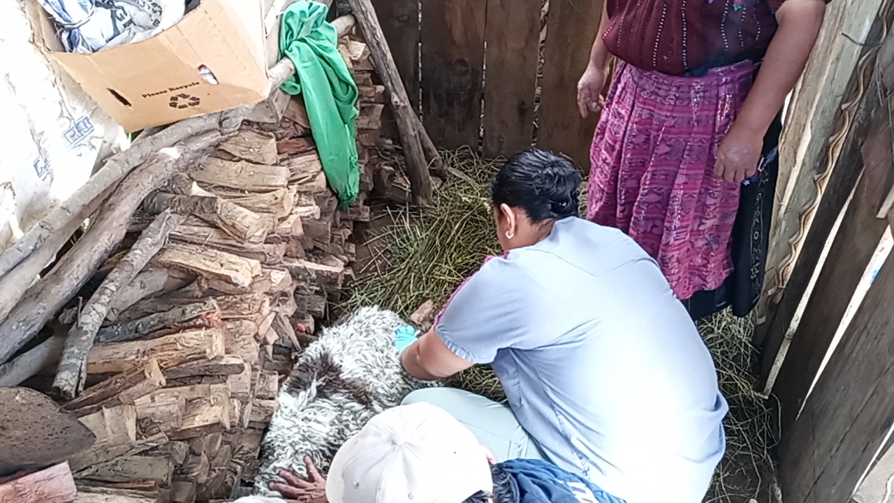Misteriosa muerte de ovejas en Sololá
