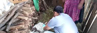 Misteriosa muerte de ovejas en Sololá