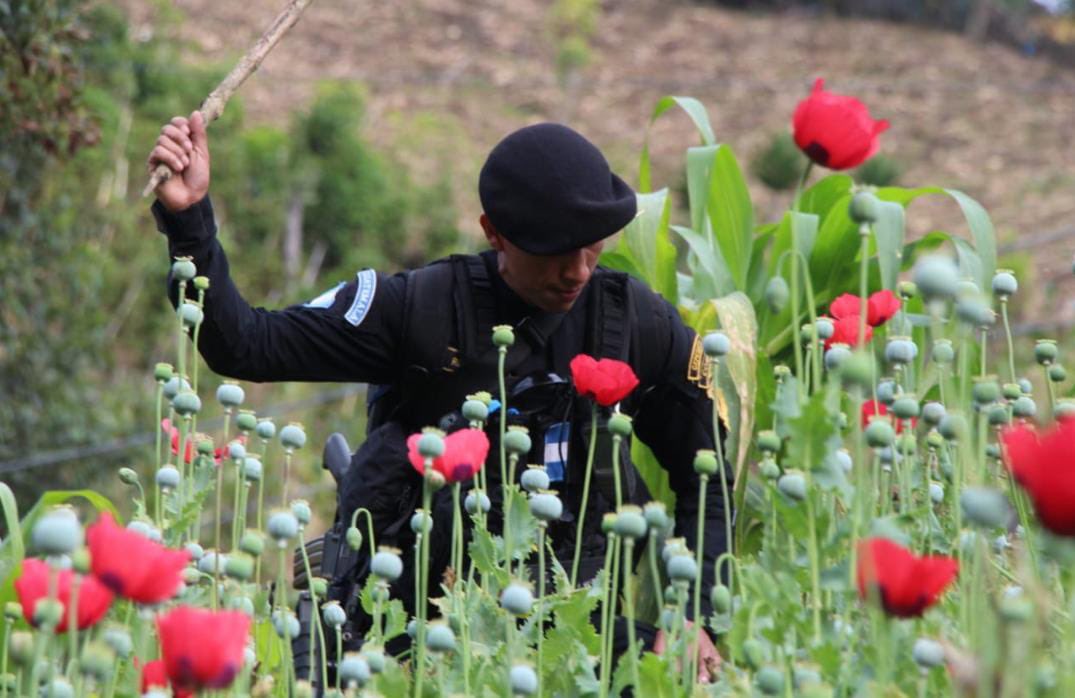 La erradicación de cultivos de amapola se hizo en las áreas montañosas de caseríos y aldeas de Tajumulco e Ixchiguán, San Marcos. (Foto Prensa Libre: Mingob)