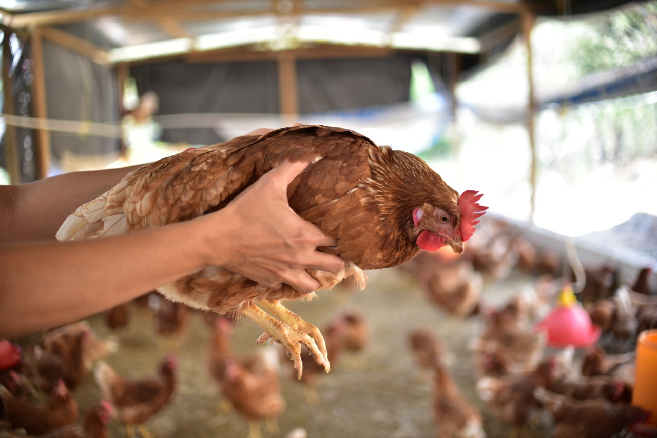 Guatemala activó una alerta por casos de influenza aviar de alta patogenicidad. (Foto Prensa Libre: MAGA)