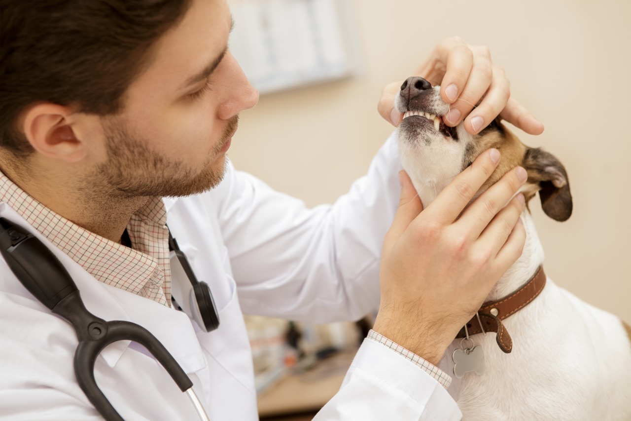 Para los tratamientos en mascotas,  se utiliza equipo odontológico veterinario especializado (Foto Prensa Libre, Shutterstock)