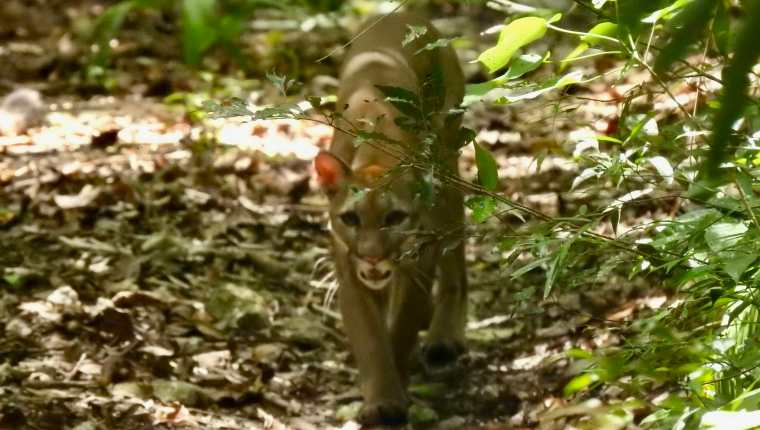 Dos pumas fueron captadas en el campamento de Dos Lagunas, en la selva de Petén, al norte de Guatemala. (Foto Prensa Libre: cortesía Francisco Asturias)