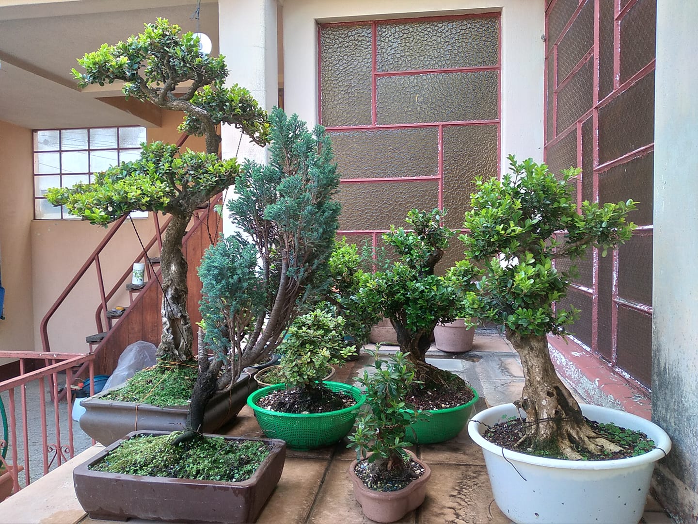 El milenario bonsái ¿qué significa tener uno en casa y cómo cuidarlo?