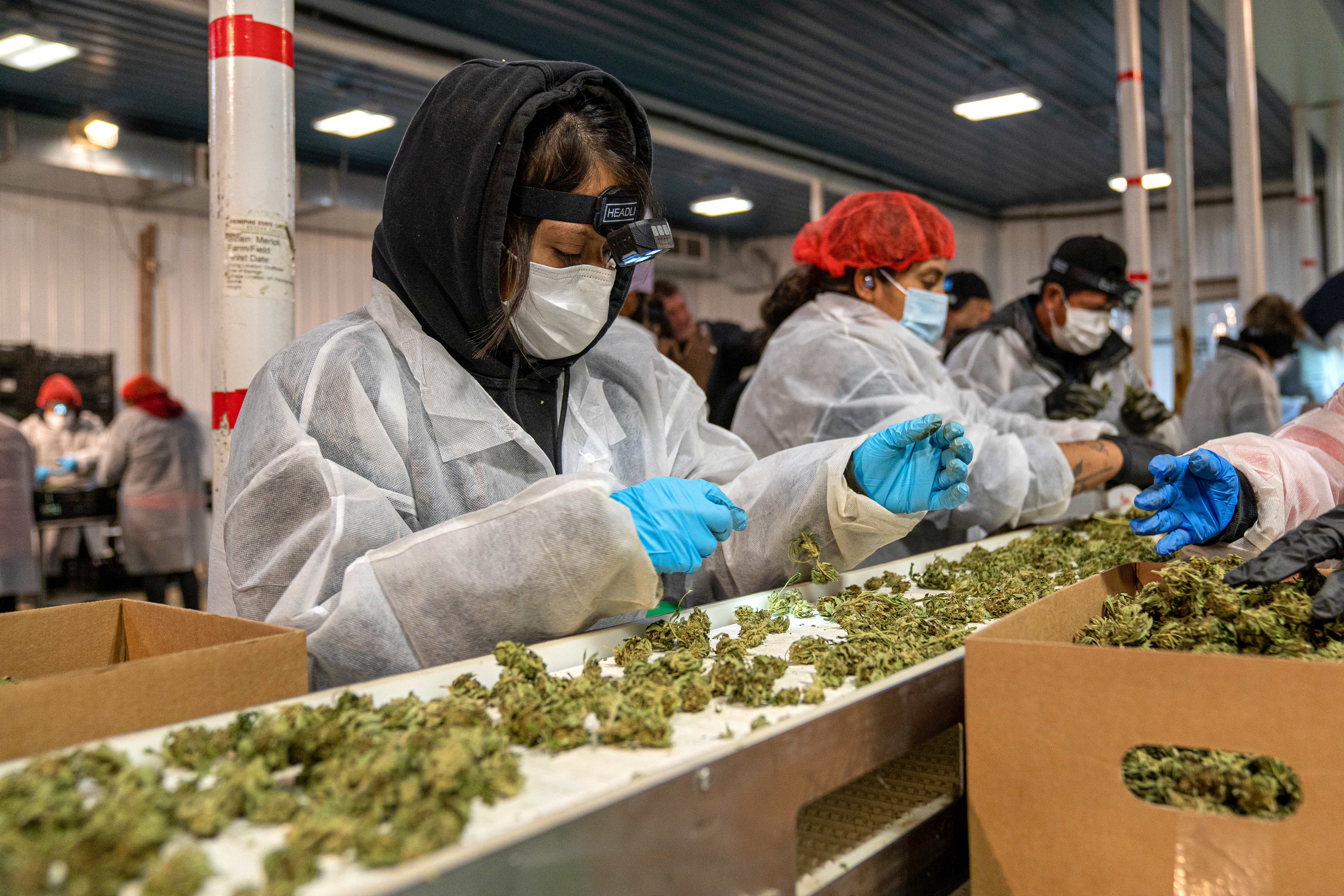 EE.UU. podría reclasificar a la marihuana como droga menos peligrosa