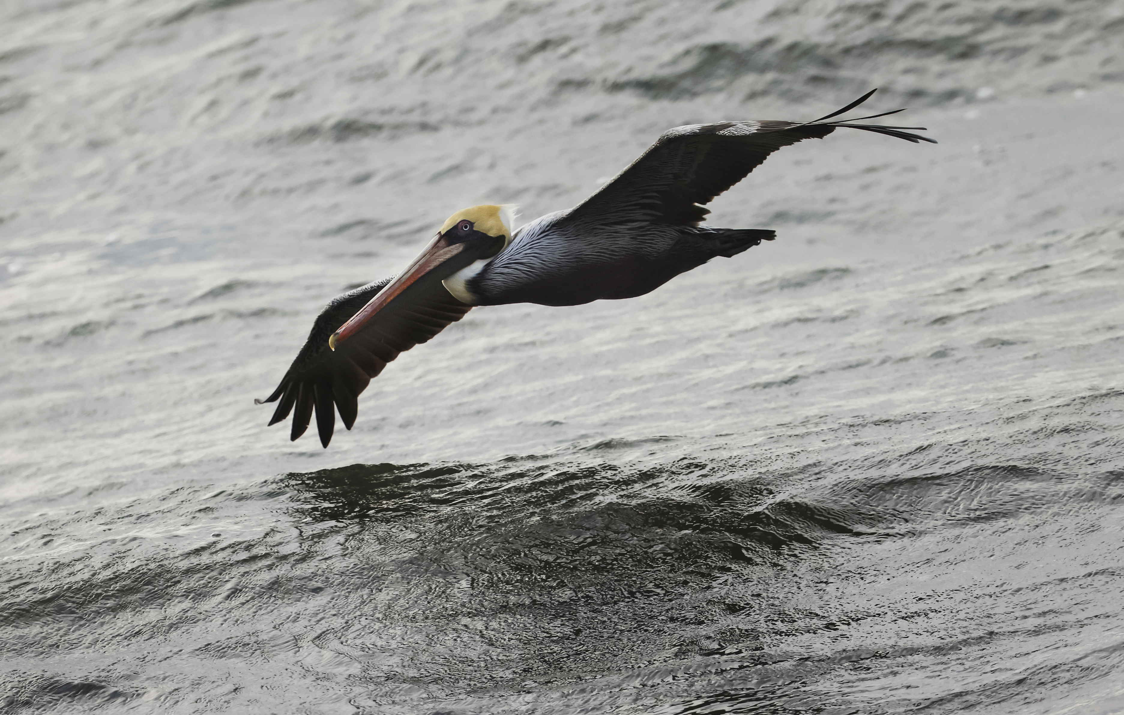Guatemala detecta casos de gripe aviar H5N1 en pelicanos silvestres y declaran estado de Emergencia zoosanitaria